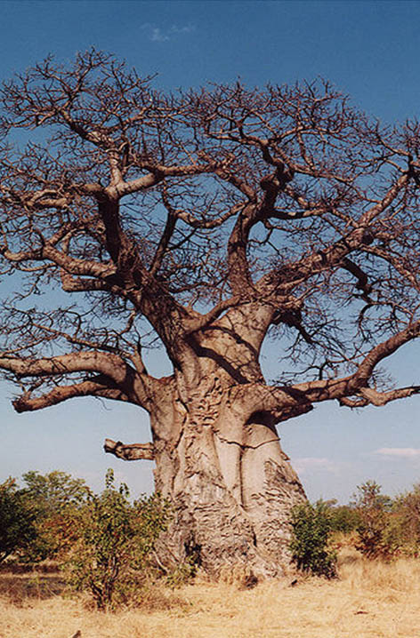Photos des lieux Baobab